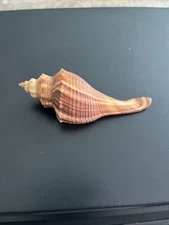 Brown Frog Fusis 3 Inches Unique Markings Stripes Sea Shell