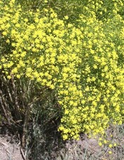 prairie broomweed (Amphiachyris dracunculoide)&mdash;Approx. 400 seeds ($3.50)