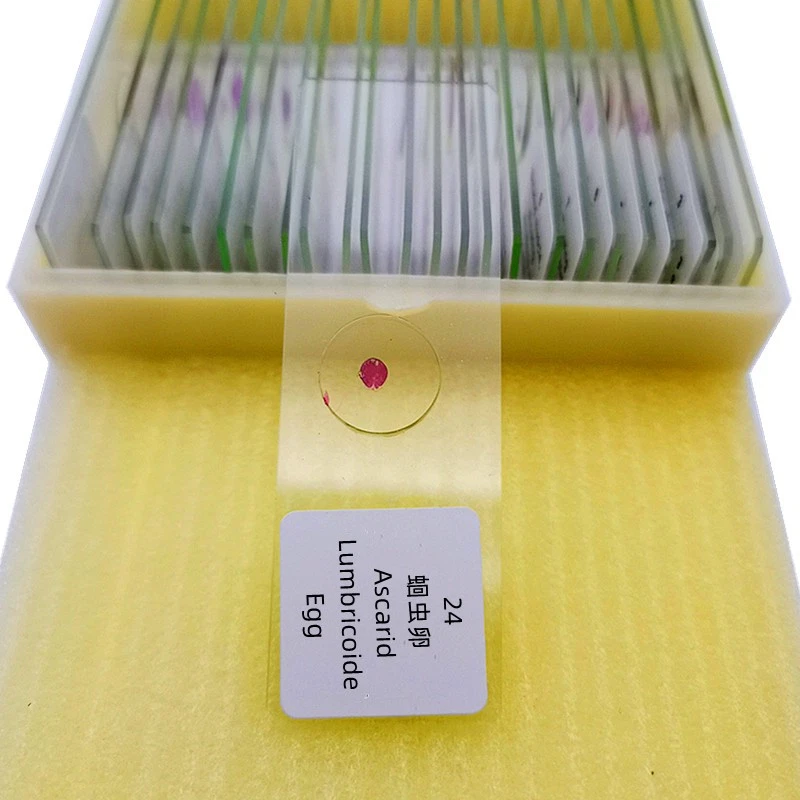 50 PIEZAS Diapositivas de Microscopio Preparadas en Parasitología Espécimen para Enseñanza e Investigación Foto 3 de 4