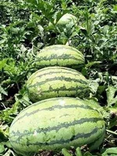 Giant  Red Watermelon Seeds