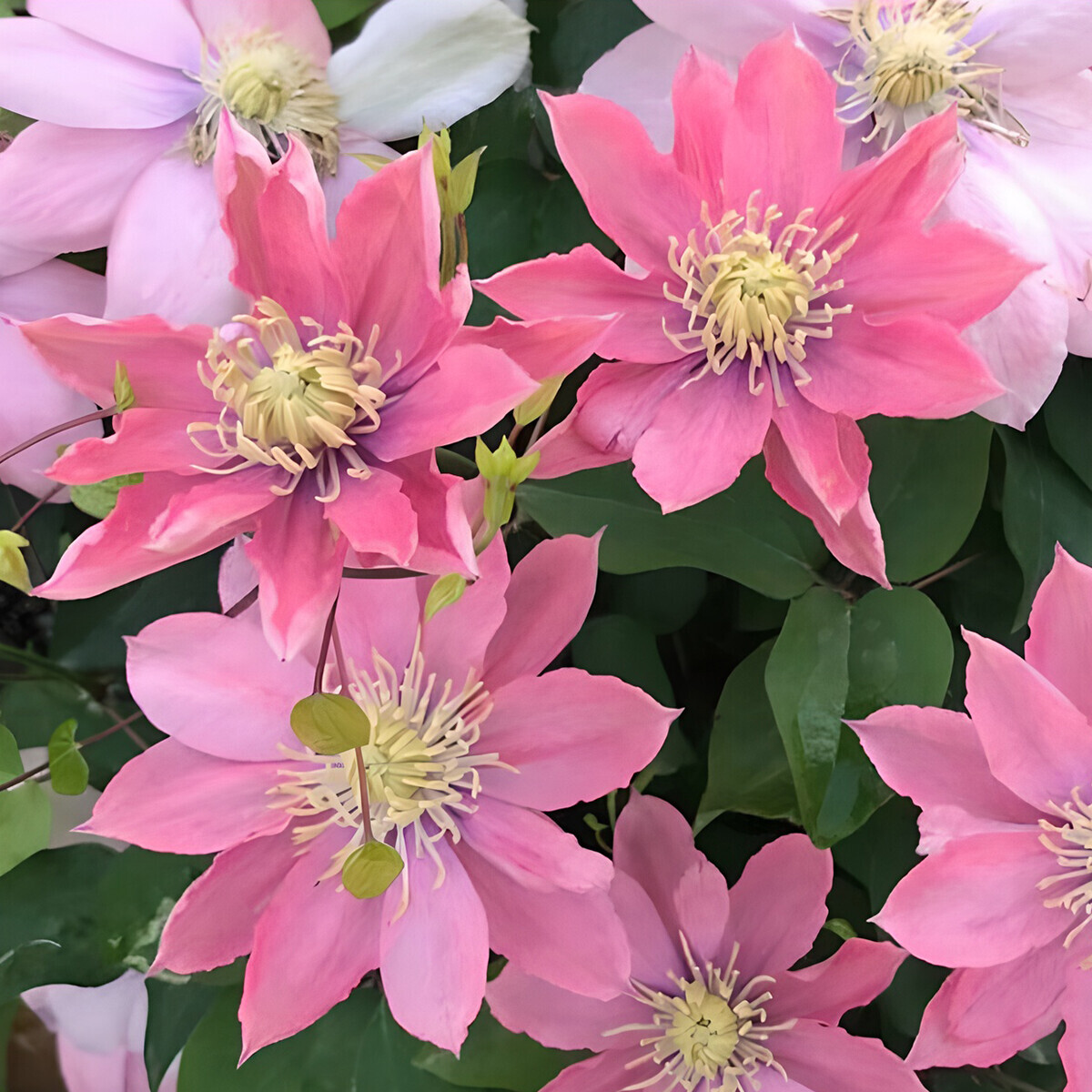 100 Clematis Seeds Climbing Plants Balcony Potted Courtyard Four Seasons Flowers