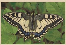 Butterfly Counted Cross Stitch Chart No. 2-5 