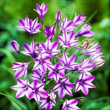 Easy to Grow Triteleia Rudy 20 Plant Bulbs, Sun Spring Summer Zones 6-9