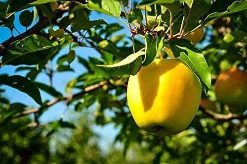 Apple Tree - Malus Golden Delicious - Patio Fruit Tree 2-4ft in 5 Litre Pot - Image 4 of 4