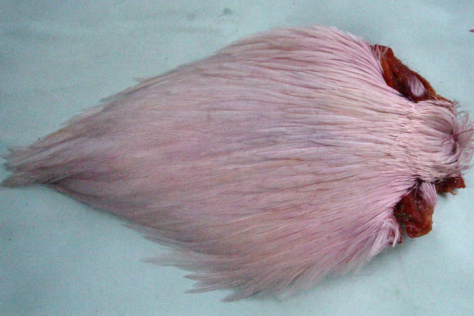 Cou coq Indien ROSE montage mouche seche mosca fly tying rooster neck fliegen