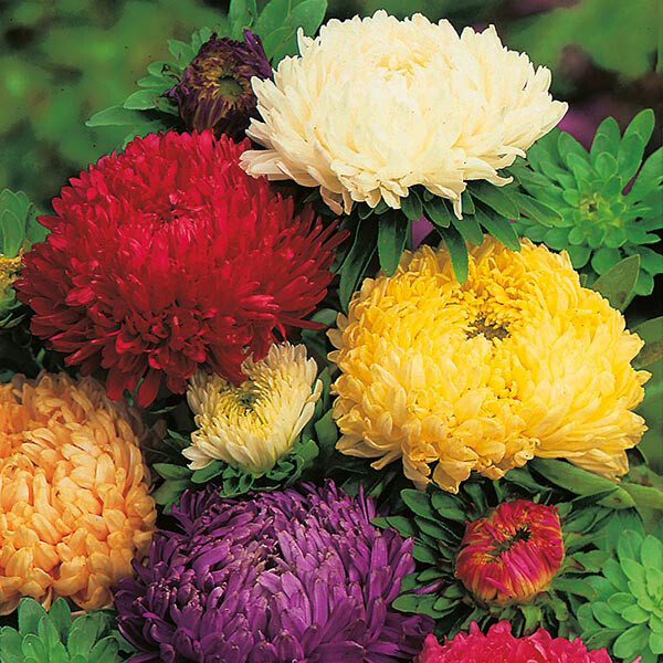 Aster seёds, 150 seёds aster Queen market, seёds orgánicos #274-898
