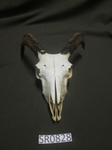 small ram skull rustic dark horns hill country outdoors SR0828