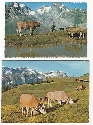 5/484  AK KUH BETELBERGALM SCHNEIDEHORN WILDHORN NIESENHORN + AK BESCHNITTEN