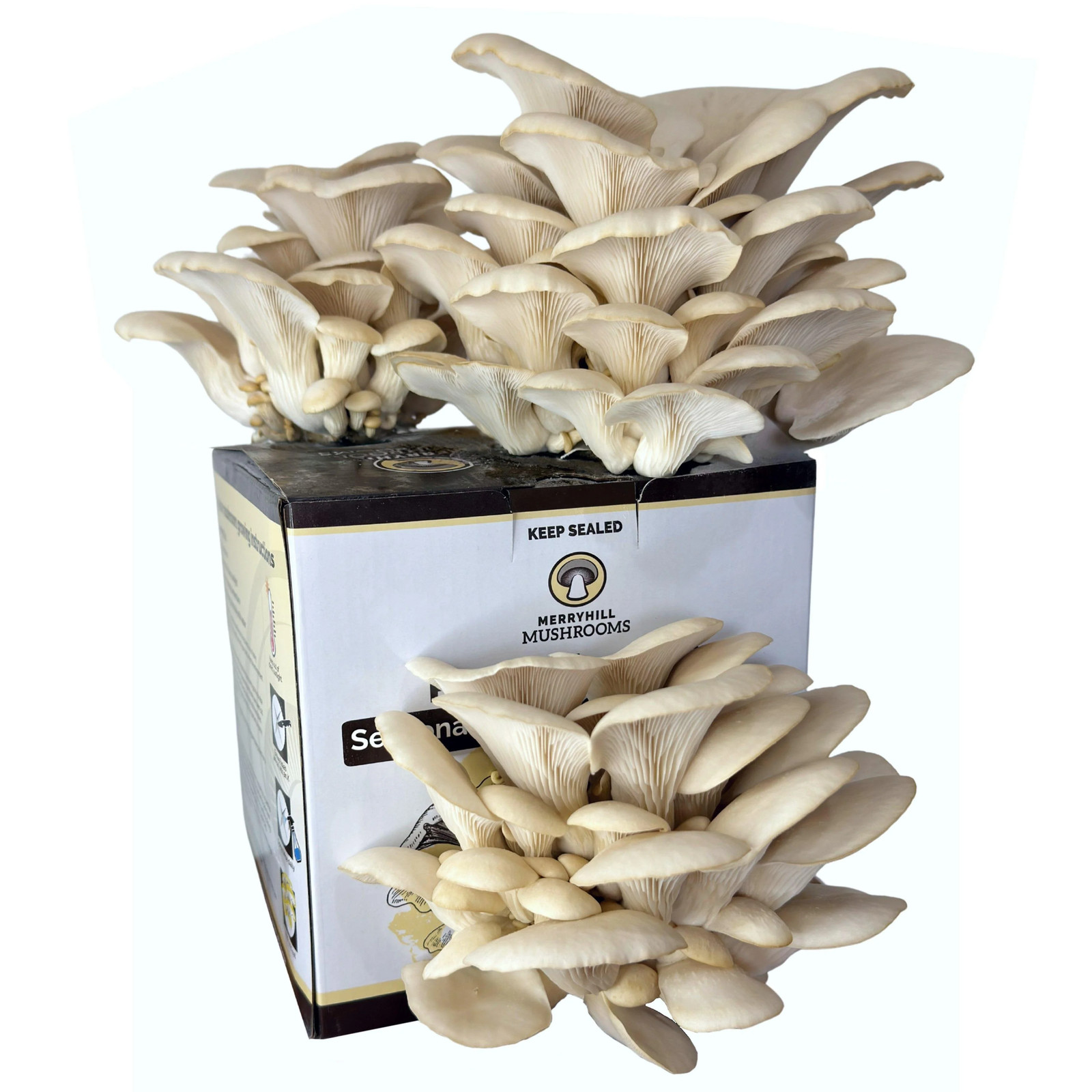 Ready Growing White Oyster Mushroom Growing Kit
