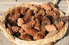 300 SMALL WHITE SPRUCE CONES PINE CONES PINECONES, POTPOURRI WREATHS FLORAL 