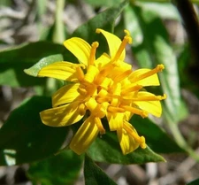 Trixis californica | American Threefold | 10 Seeds