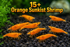 15 Orange Sunkist Neocaridina Shrimp Freshwater Aquarium Shimp Live Arrival