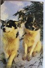 New ListingAlaska Ak Alaskan Sled Husky Dogs Postcard Old Vintage Card View Standard Postal
