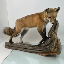 Red Fox Full Body Standing Mount