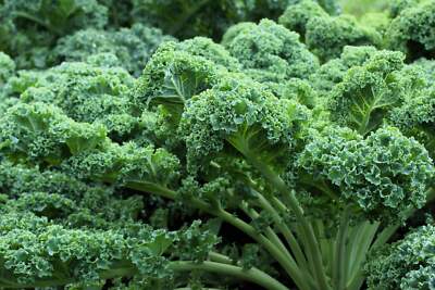 2500 VATES Blue CURLED KALE / Dwarf Blue Curled Scotch Kale Brassica Oleracea Ve
