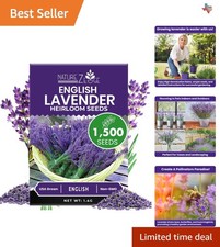 Versatile 1500 English Lavender Seeds - Attract Pollinators  Enhance Gardens