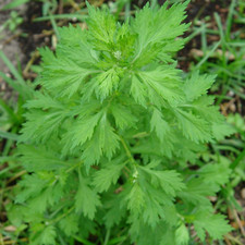 - White Mugwort Artemisia Lactiflora - Packet of 10 Seeds