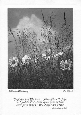 Nature Blueten am Wanderweg Flowers Landscape vintage postcard B712