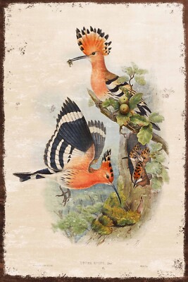 Vintage ausgefallenes Vogel Kunst Bild, alter Look auf neuem Blechschild, Wohndeko