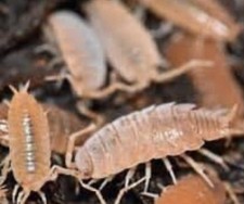 Porcellionides Pruinosus 200 Isopods Live Bioactive Clean Up Powder Orange