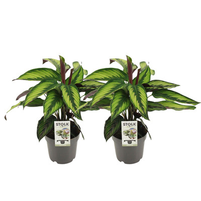2x Korbmarante Calathea Majestica Princeps 45 cm luftreinigende Zimmerpflanze