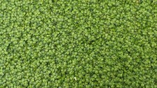 Indoor duckweed live organic aquarium plant  BUY2GET1 FREE Free Shipping 