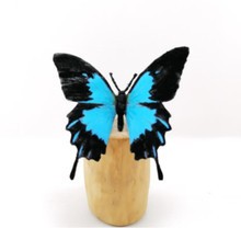 Hanging Ornament - Butterfly Ulysses 10-11cm