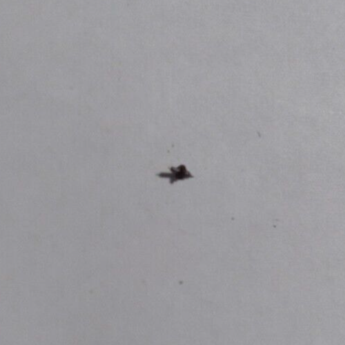 2 staffs 1 Waltham 675 1 5/0 size Balance Staff both 1 price b1536 eBay