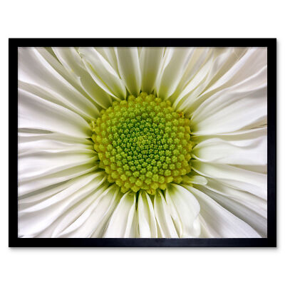 DeSousa weiße Chrysantheme Blume Foto Wandkunstdruck gerahmt 12x16