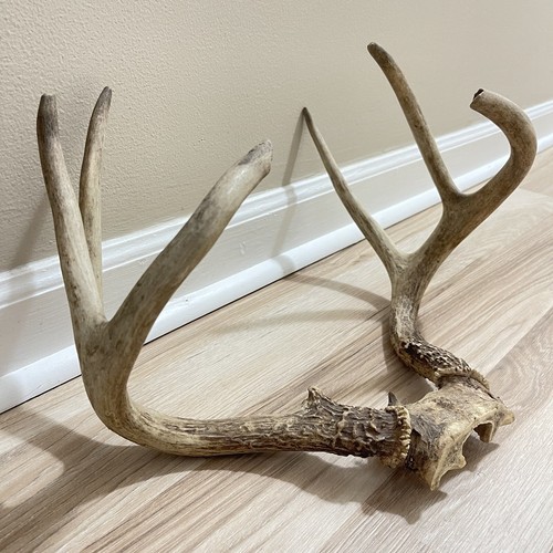Mule Deer Skull Cap Antler Mount Deadhead Grade A Different Sizes Sold As A SET - Picture 2 of 24