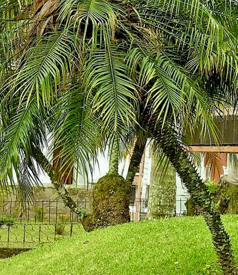 50+ PYGMY DATE PALM Dwarf Miniature Tree Seeds /Ready to Planting