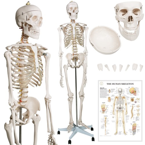 Jago® Anatomisches Menschliches Skelett Modell Skelettmodell Anatomie mit Poster - Bild 21 von 36