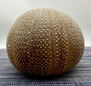 Vintage BEN RICKERT Sea Urchin Pomander Real Natural Scented Decor