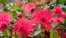 15 Red Dwarf Calliandra Haematocephala - Powder Puff Seeds - Hummingbird Heaven