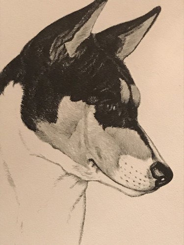 Earl Sherwin- Basenji Note Card & Env. Dated 1962! Rare And Collectible - Picture 3 of 5