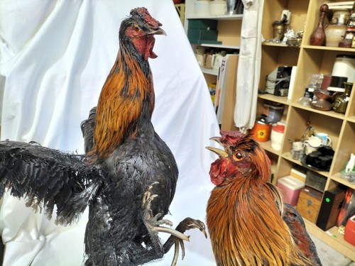Taxidermy Vintage 2 Rustic Taxidermy Fighting Cock Rooster Taxidermy Display -AF - Picture 7 of 12
