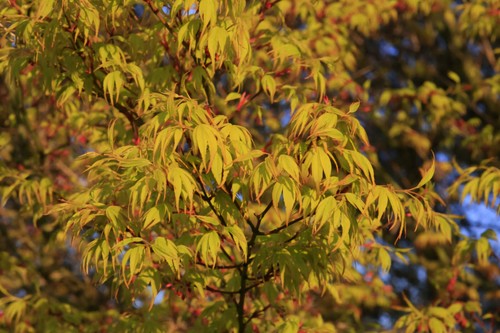 Gorgeous Katsura Japanese Maple Acer Palatum 'Katsurai' Starter Sapling - Picture 7 of 10