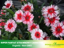 30 Seeds| Super Parfait Strawberry Carnations - Dianthus Flowers Seeds