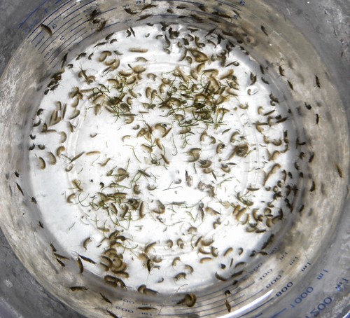 Free 8oz Tisbe Pods 3,000 + Live Amphipods 250 cnt. Copepods Free Shipping - Picture 4 of 4