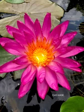 RARE Hot Pink, Tropic Star, Hardy Water Lily Tuber, Live Plant