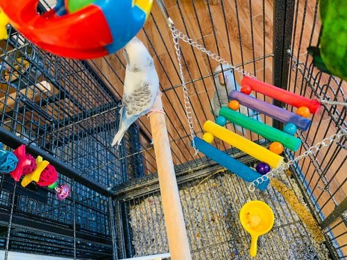Pack 5 Bird Parrot Swing Chewing Love Birds Climb Toys Hanging Bell Bird Cage - Picture 2 of 4