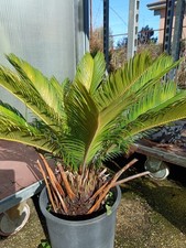 Pianta Cykas Revoluta Cicas cikas
