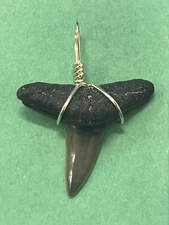 SHARK TOOTH PENDANT FOSSILIZED 1 Inch Upper LEMON Shark Tooth 