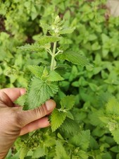 Organic Homegrown Mature Dried Catnip