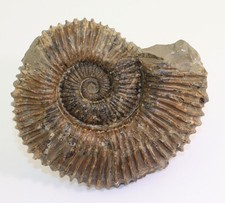 Ammonite, Aegocrioceras semicinotum, Cretaceous, Hauterive, Resse, Germany -N465