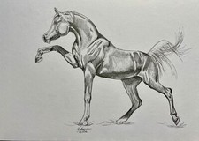 Original Drawing Art Pencil sketch arabian horse portrait dynamic 8”x10