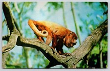 Red Howler of the Amazon Rainforest Monkey Jungle Miami Florida FL Postcard