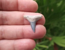 0.98" Lemon Shark (Negaprion) Fossil Tooth Bone Valley Florida