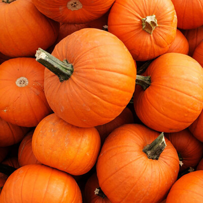 New England Pie Pumpkin Seeds | Heirloom | Free Shipping | Vegetable Seeds 1077