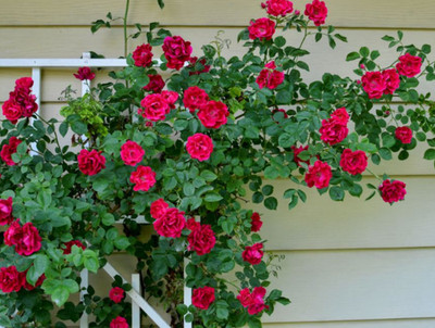 Red Climbing Rose Plant - 2-5'' Tall - Climbing Flowering Rose - Zones 5 9